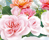 ハウステンボス バラ祭