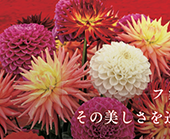 ハウステンボス 一覧へ