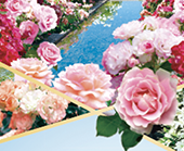 ハウステンボス 花の王国2018