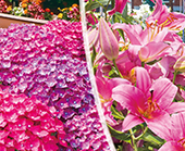 ハウステンボス あじさい祭ゆり祭