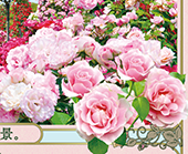 ハウステンボス バラ祭